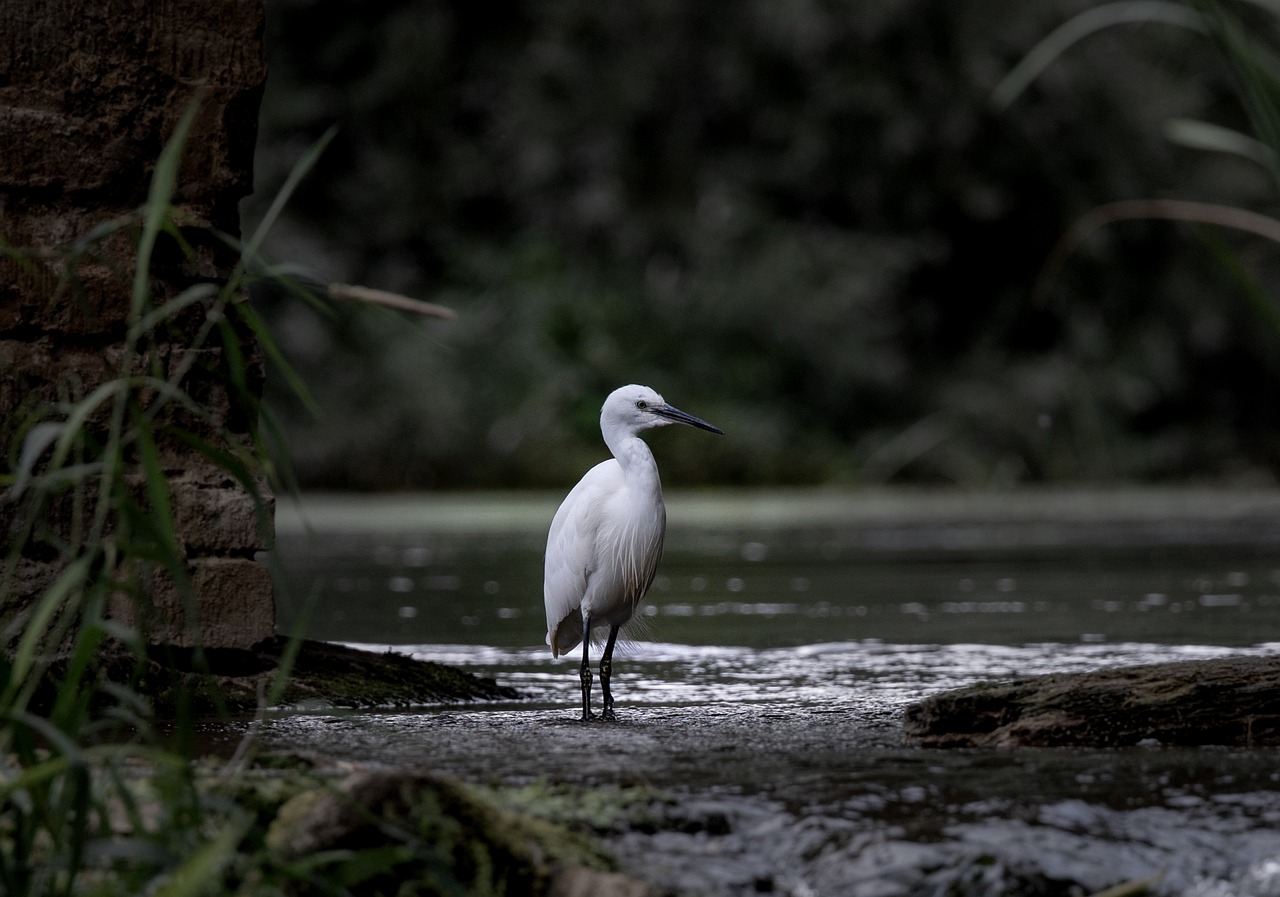 Coexisting with Wildlife: Reducing Conflicts and Building Harmony